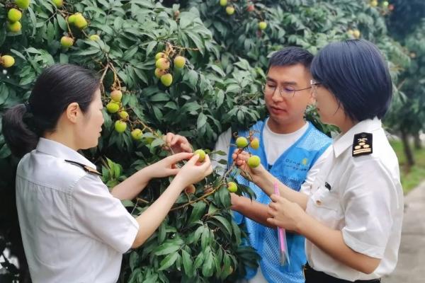 出口荔枝需要辦理哪些手續(xù)？